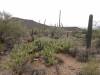 7670 - 220201120 Arizona-Sonora Desert Museum