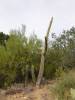 7672 - 220201120 Arizona-Sonora Desert Museum