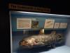 133 - 20210831 Liverpool World Museum