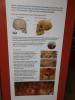 134 - 20210831 Liverpool World Museum