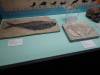 147 - 20210831 Liverpool World Museum