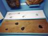 151 - 20210831 Liverpool World Museum