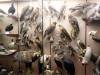 109 - 20220408 Natural History Museum of Los Angeles