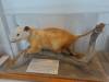 132 - 20220408 Natural History Museum of Los Angeles