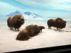 136 - 20220408 Natural History Museum of Los Angeles