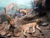 139 - 20220408 Natural History Museum of Los Angeles