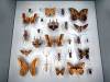 119 - 20230212 Montreal Insectarium