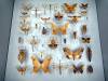 120 - 20230212 Montreal Insectarium