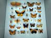 123 - 20230212 Montreal Insectarium