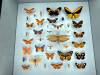 124 - 20230212 Montreal Insectarium