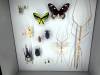 126 - 20230212 Montreal Insectarium