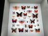 127 - 20230212 Montreal Insectarium