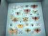 128 - 20230212 Montreal Insectarium