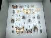 129 - 20230212 Montreal Insectarium