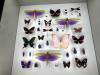 131 - 20230212 Montreal Insectarium