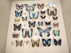 136 - 20230212 Montreal Insectarium