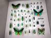 137 - 20230212 Montreal Insectarium