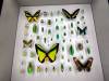 138 - 20230212 Montreal Insectarium