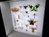 140 - 20230212 Montreal Insectarium