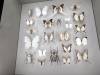 142 - 20230212 Montreal Insectarium