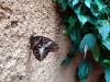 146 - 20230212 Montreal Insectarium