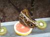 156 - 20230212 Montreal Insectarium