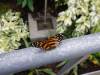 158 - 20230212 Montreal Insectarium