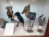 118 - 20230703 Natural History Museum SONY