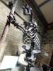 119 - 20230703 Natural History Museum SONY