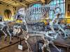 342 - 20241220 Gallerie de Paleontologie et de Anatomie Comparee