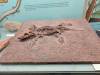 366 - 20241220 Gallerie de Paleontologie et de Anatomie Comparee