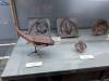 371 - 20241220 Gallerie de Paleontologie et de Anatomie Comparee