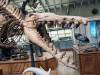 375 - 20241220 Gallerie de Paleontologie et de Anatomie Comparee