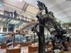376 - 20241220 Gallerie de Paleontologie et de Anatomie Comparee