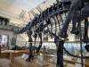 377 - 20241220 Gallerie de Paleontologie et de Anatomie Comparee
