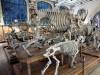 383 - 20241220 Gallerie de Paleontologie et de Anatomie Comparee