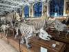 384 - 20241220 Gallerie de Paleontologie et de Anatomie Comparee