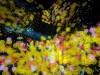 1674 - 20250412 Teamlab Borderless Mori Tokyo Google Pixel 9 Pro XL