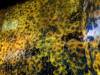 1689 - 20250412 Teamlab Borderless Mori Tokyo Google Pixel 9 Pro XL