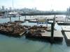 133 - 20110812 Dad Genevieve Fishermans Warf Pier39
