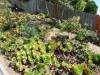 102 - 20190808 Spanish Steps Presidio Japanese Garden