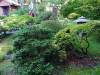 132 - 20190808 Spanish Steps Presidio Japanese Garden
