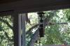 300 - 20150412 Squirrel BirdFood3