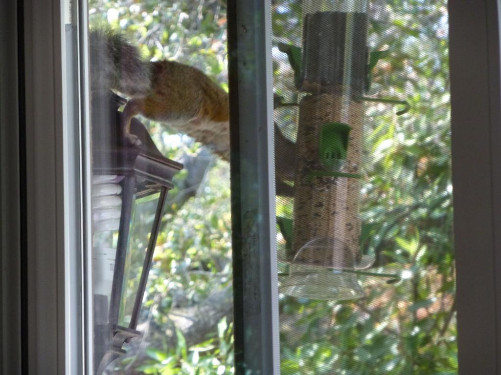 100 - 20120925 Squirrel BirdFood