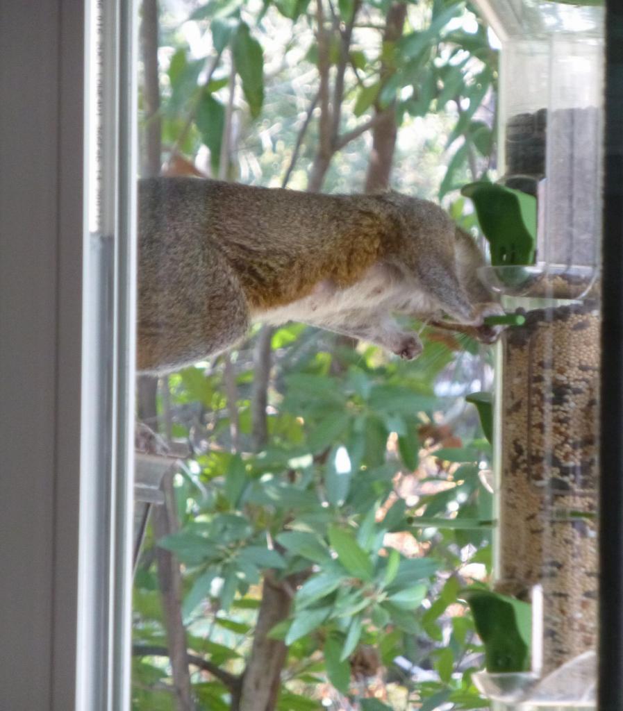 103 - 20120925 Squirrel BirdFood