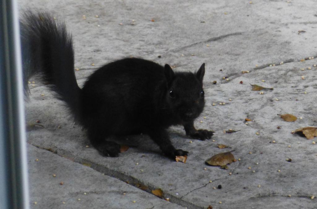 110 - 20120925 Squirrel BirdFood