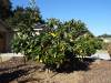 Album: 2013/10/28 - New Fruit Trees