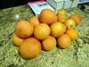 200 - 20131028 New Fruit Trees Harvest
