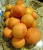 201 - 20131028 New Fruit Trees Harvest