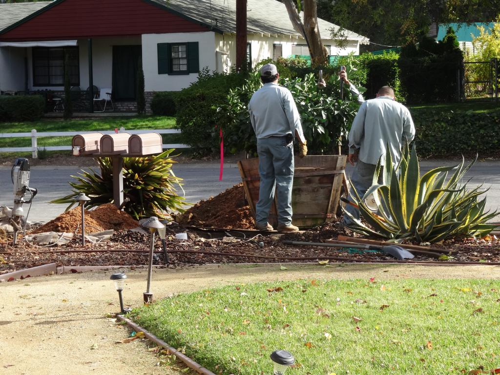 107 - 20131028 New Fruit Trees